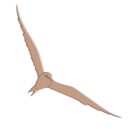 flying bird sketch line drawing, vectorのイラスト素材