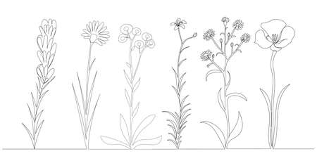 flowers, plants collection continuous line drawing, sketchのイラスト素材