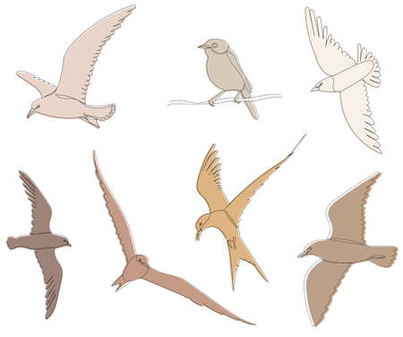 flying birds on a white background, sketch, vectorのイラスト素材