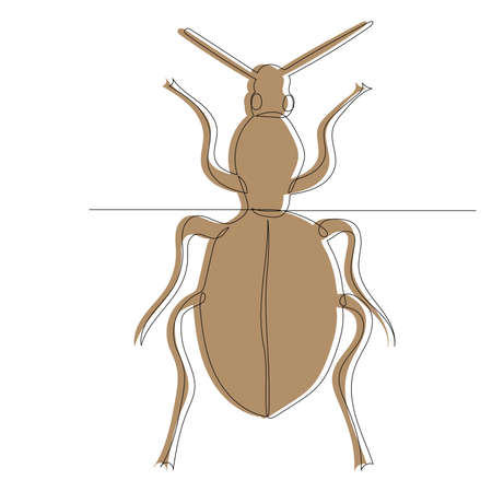 beetle, sketch, outline by lineのイラスト素材