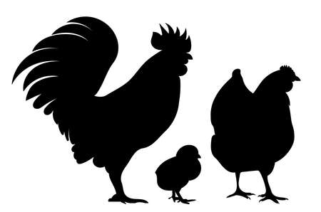 rooster, hen, chick, black silhouette, isolated vectorのイラスト素材