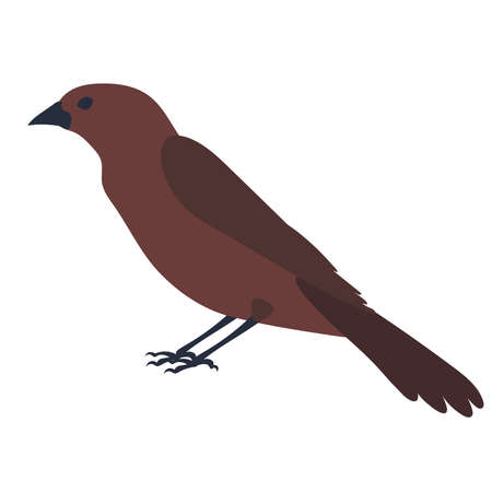 bird, flat design on white background, isolated, vectorのイラスト素材