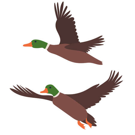 flying ducks on white background isolated, vectorのイラスト素材