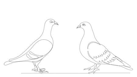 pigeons one line drawing ,vector, isolatedのイラスト素材
