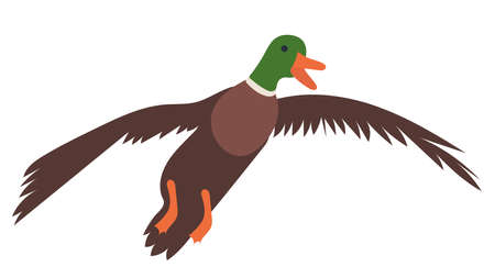 flying duck flat design on white background isolated, vectorのイラスト素材