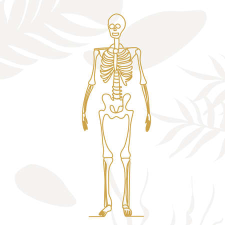 skeleton in one line, outline on an abstract background, vector, isolatedのイラスト素材