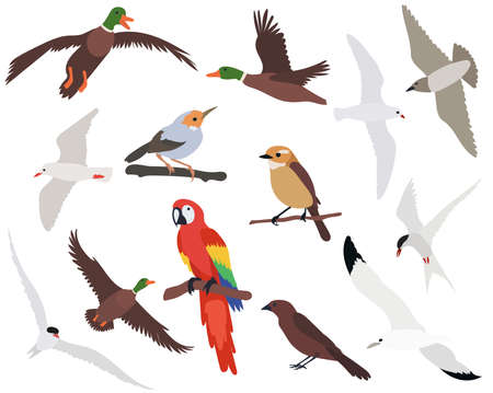 birds set flat design on white background isolated, vectorのイラスト素材