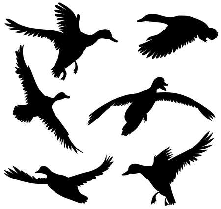 ducks silhouette set ,on white background, vectorのイラスト素材