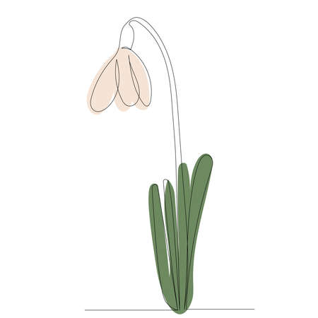 snowdrop outline in one line,vectorのイラスト素材