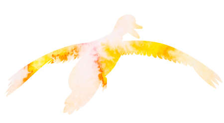flying duck watercolor silhouette ,on white background,isolated vectorのイラスト素材