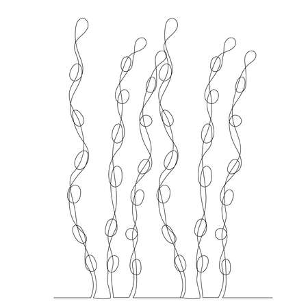 seaweed drawing in one continuous line, isolated vectorのイラスト素材