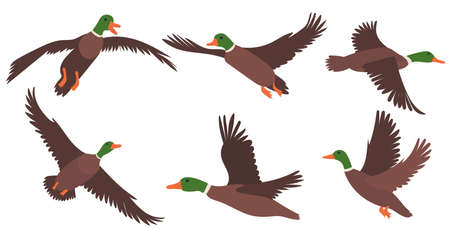 flying ducks set, flat design collection, isolated vectorのイラスト素材