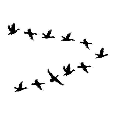 ducks flying set silhouette isolatedのイラスト素材