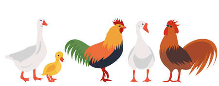 geese, roosters and hen flat design, isolated, vectorのイラスト素材