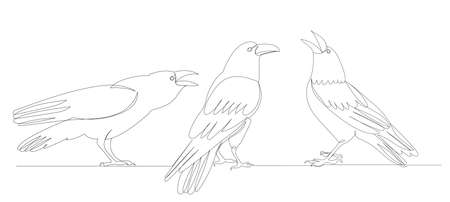crows continuous line drawing, sketch, vectorのイラスト素材