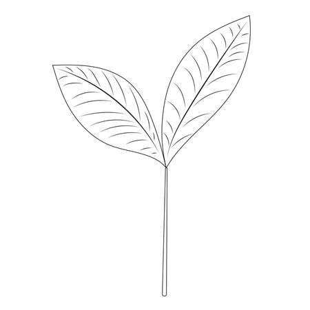 doodle tree leaf, contour sketchのイラスト素材