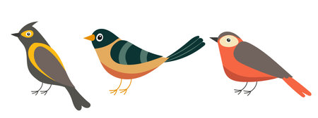 Bullfinch and robin birds. Vector illustration isolated on white background.のイラスト素材