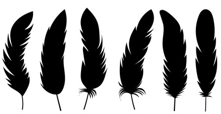 set of bird feathers on white background, vectorのイラスト素材