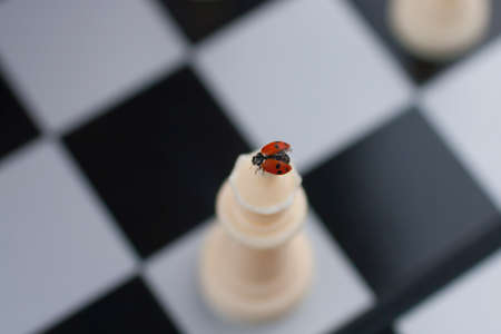 ladybug takes off from the chess queen