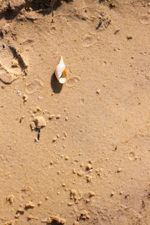 Shell on wet sand by the lake