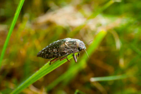 Close-up view of green beetle Chalcophora mariana on the grass