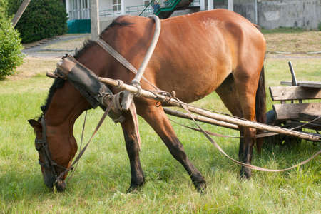 Grazing horse and old cart