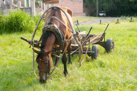 Grazing horse and old cartの写真素材