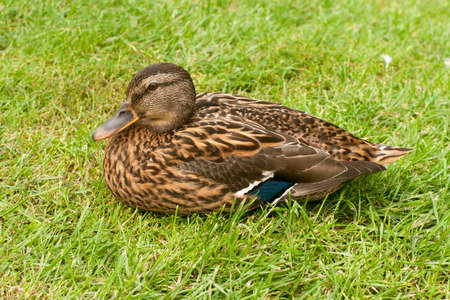 Female mallard on the shore of the pondの写真素材