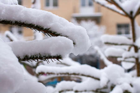 Spruce branches covered in deep snow on the street