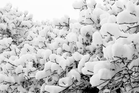 Trees branches in deep snowの写真素材