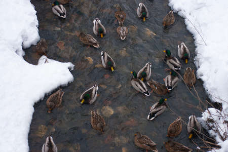 Mallards swim on the winter river. Anas platyrhynchos.の写真素材