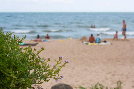 Grass on the beach in the foreground and blurred beach in the far background.の写真素材