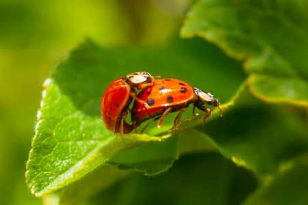 Harmonia axyridis, most commonly known as the harlequin, multicolored Asian, or Asian ladybeetle....