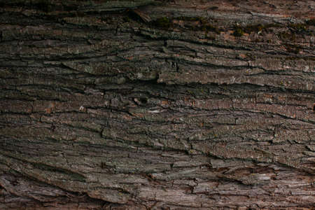 Wood texture. Old tree close-up. Background with a bark.の写真素材