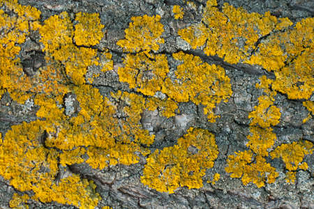 Horizontal texture of tree bark with yellow lichen. Natural background.の写真素材