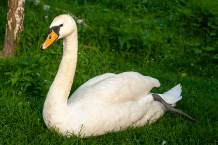White swan sitting on the grassの写真素材