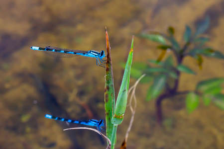 Enallagma cyathigerum. Two dragonflies sit on a leaf close-up.