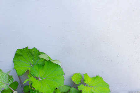 Background with plantain. Place for textの写真素材