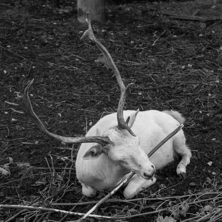 White doe (dama dama) with beautiful horns. Square black-brown photo of an animal.の写真素材