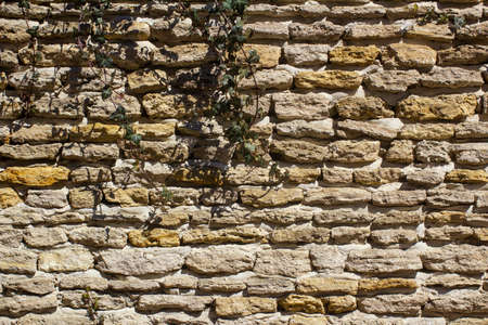Rough stone masonry texture with ivy