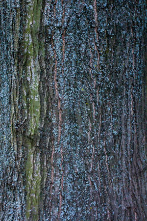 Ash bark texture. The texture of the tree with small lichen.の写真素材
