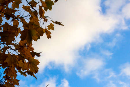 Autumn leaves on the tree against the skyの写真素材