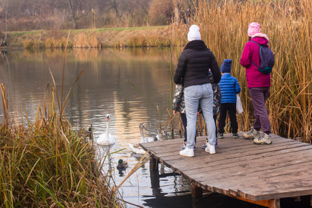 Women with children feed the swans and ducks.の写真素材