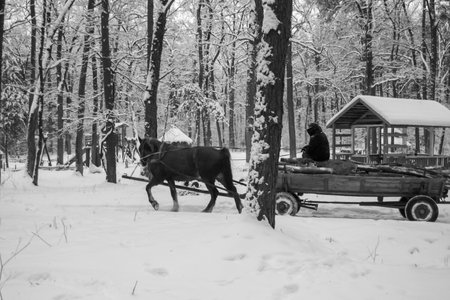 Black and white image of a horse with a cart in winter forest