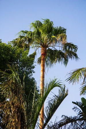 Tall palm tree on the island of Crete in Greeceの写真素材