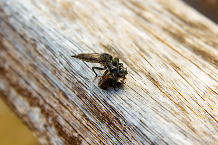 Macro photography of the process as a predatory insect Hornet robberfly caught a beeの写真素材