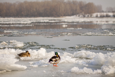 Two wild mallard ducks sitting in lriver ice.の写真素材