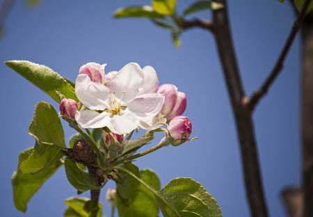 Close up of a blooming apple tree flower whit blue sky.の写真素材