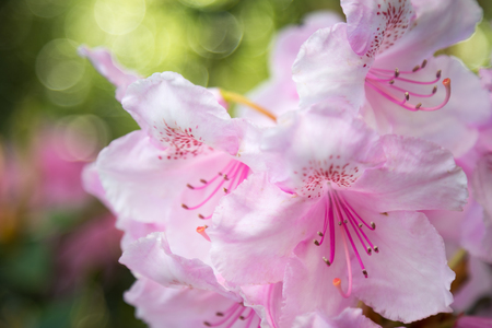 Pink Rhododendron close-upの写真素材