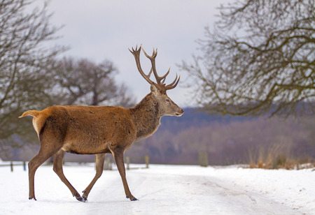 Red deer walking in a snowy parkの写真素材